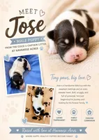 Jose, a male Havanese for sale in Hawthorne, FL – 1 of 8