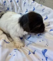 Mercedes, a female Havanese for sale in Hawthorne, FL – 6 of 7