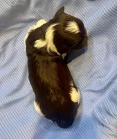 Enzo, a male Havanese for sale in Hawthorne, FL – 2 of 7