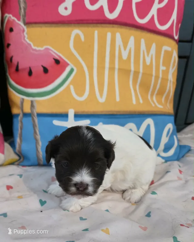 Mercedes – Havanese puppy for sale in Hawthorne, FL