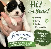 Benz, a male Havanese for sale in Hawthorne, FL – 6 of 9