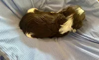 Enzo, a male Havanese for sale in Hawthorne, FL – 1 of 7