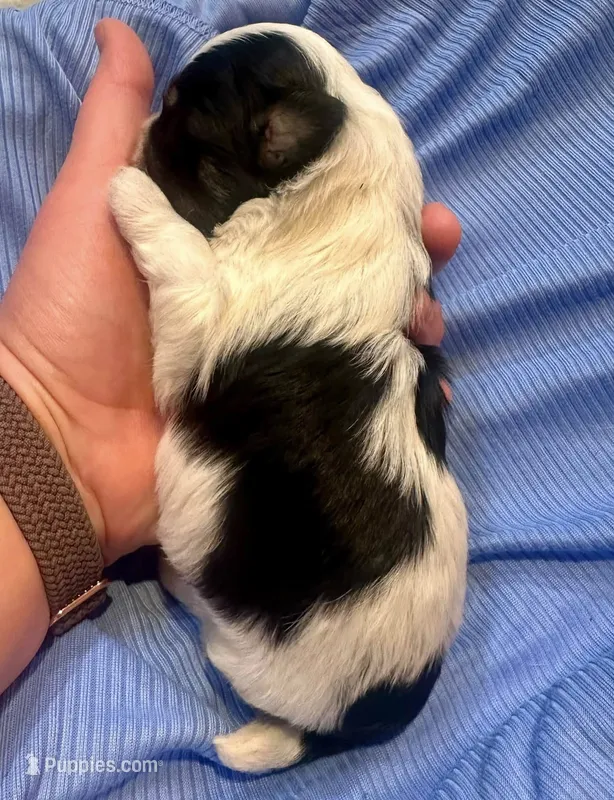 Benz – Havanese puppy for sale in Hawthorne, FL