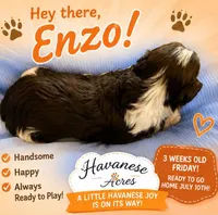 Enzo, a male Havanese for sale in Hawthorne, FL – 3 of 7
