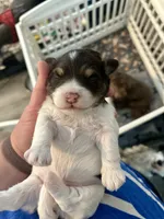 Jose, a male Havanese for sale in Hawthorne, FL – 6 of 8