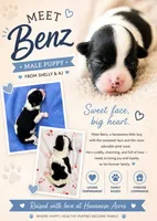 Benz, a male Havanese for sale in Hawthorne, FL – 4 of 9
