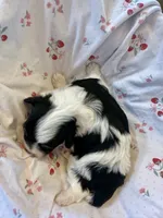 Benz, a male Havanese for sale in Hawthorne, FL – 8 of 9
