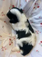 Benz, a male Havanese for sale in Hawthorne, FL – 5 of 9