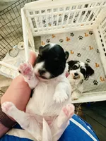 Mercedes, a female Havanese for sale in Hawthorne, FL – 7 of 7