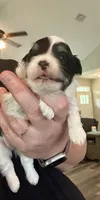 Benz, a male Havanese for sale in Hawthorne, FL – 3 of 9