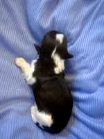 Enzo, a male Havanese for sale in Hawthorne, FL – 6 of 7