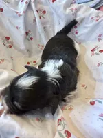 Enzo, a male Havanese for sale in Hawthorne, FL – 4 of 7