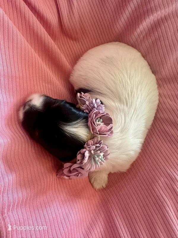 Mercedes – Havanese puppy for sale in Hawthorne, FL