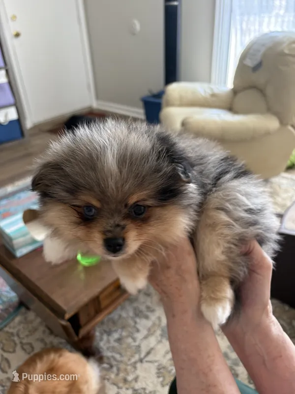 Rosie - READY NOW – Pomeranian puppy for sale in Jaffrey, NH