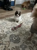 Eve, a female Pomeranian for sale in Jaffrey, NH – 2 of 4
