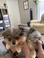 Rosie - READY NOW, a female Pomeranian for sale in Jaffrey, NH – 3 of 5