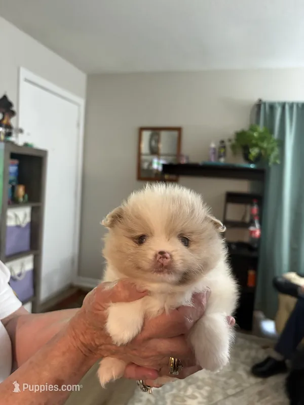 Willow – Pomeranian puppy for sale in Jaffrey, NH