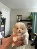 Willow, a female Pomeranian for sale in Jaffrey, NH – 1 of 4