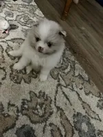 Willow, a female Pomeranian for sale in Jaffrey, NH – 2 of 4