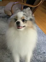 Lily - READY NOW, a female Pomeranian for sale in Jaffrey, NH – 5 of 5