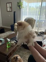 Bud - READY NOW, a male Pomeranian for sale in Jaffrey, NH – 3 of 5
