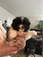 Olive, a female Pomeranian for sale in Jaffrey, NH – 1 of 4