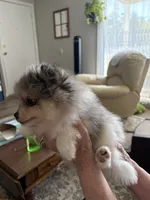 Lily - READY NOW, a female Pomeranian for sale in Jaffrey, NH – 2 of 5