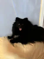 Olive, a female Pomeranian for sale in Jaffrey, NH – 3 of 4
