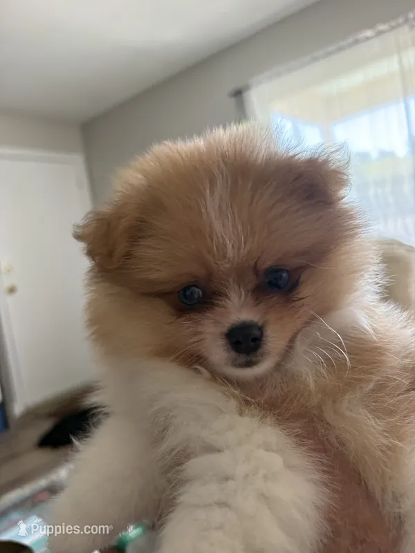 Bud - READY NOW – Pomeranian puppy for sale in Jaffrey, NH