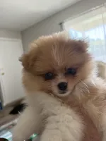 Bud - READY NOW, a male Pomeranian for sale in Jaffrey, NH – 1 of 5