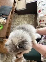 Lily - READY NOW, a female Pomeranian for sale in Jaffrey, NH – 3 of 5