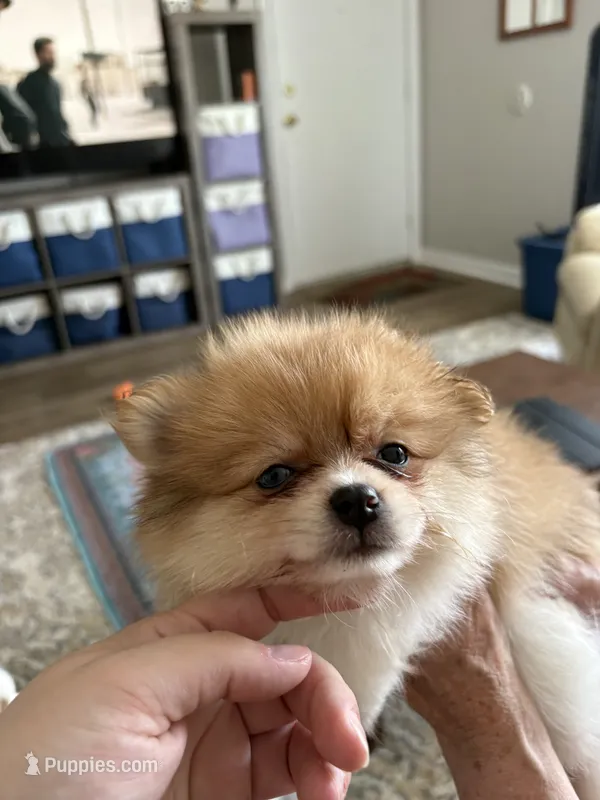 Poppy - READY NOW, a female Pomeranian for sale in Jaffrey, NH – 1 of 4