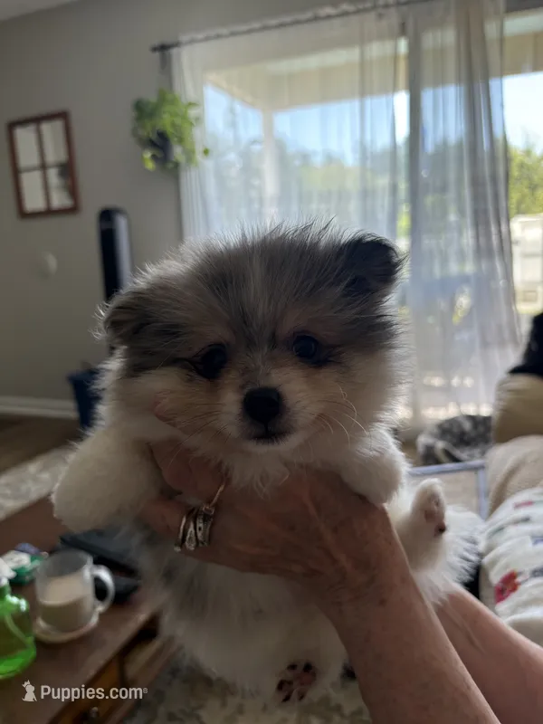 Lily - READY NOW – Pomeranian puppy for sale in Jaffrey, NH