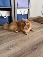 Rosie - READY NOW, a female Pomeranian for sale in Jaffrey, NH – 4 of 5