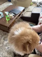 Poppy - READY NOW, a female Pomeranian for sale in Jaffrey, NH – 2 of 4