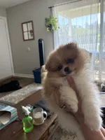 Bud - READY NOW, a male Pomeranian for sale in Jaffrey, NH – 2 of 5
