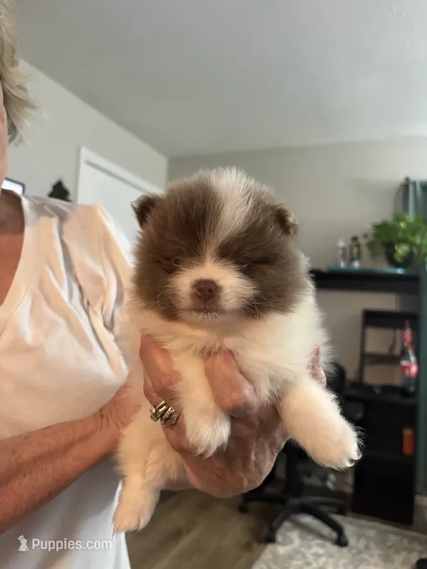Eve – Pomeranian puppy for sale in Jaffrey, NH