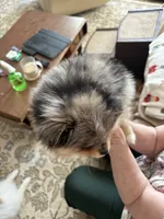 Rosie - READY NOW, a female Pomeranian for sale in Jaffrey, NH – 2 of 5