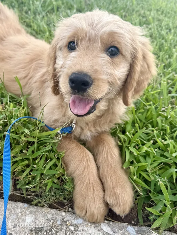 Honey – Goldendoodle puppy for sale in Catasauqua, PA