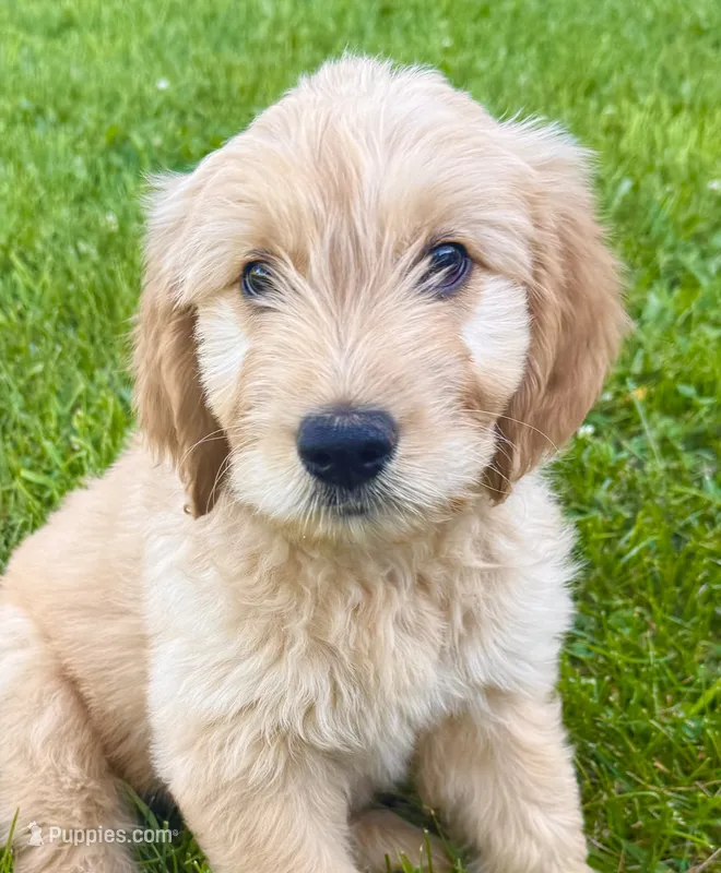 Poppyseed – Goldendoodle puppy for sale in Catasauqua, PA