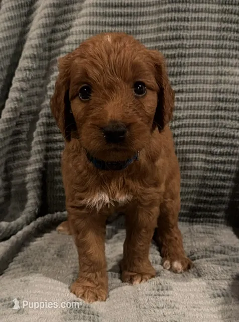 Honey – Goldendoodle puppy for sale in Catasauqua, PA