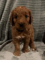 Honey, a male Goldendoodle for sale in Catasauqua, PA – 1 of 1