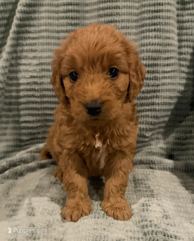 Picnic  – Goldendoodle puppy for sale in Catasauqua, PA