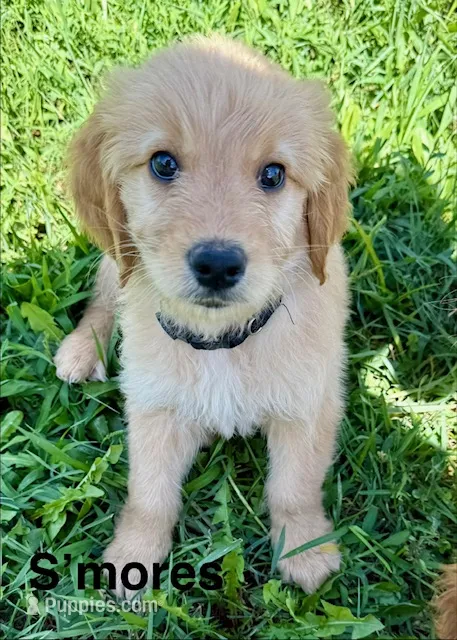 S'mores – Goldendoodle puppy for sale in Catasauqua, PA
