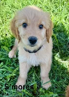 S'mores, a male Goldendoodle for sale in Catasauqua, PA – 1 of 1