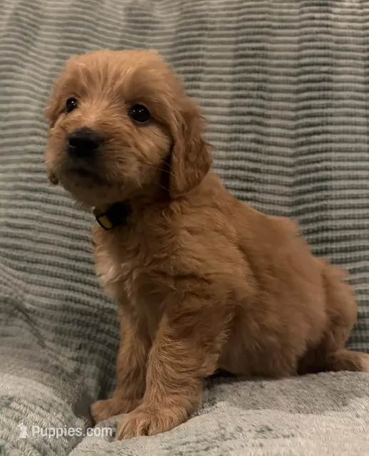 Sunny – Goldendoodle puppy for sale in Catasauqua, PA