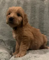 Sunny, a male Goldendoodle for sale in Catasauqua, PA – 1 of 1