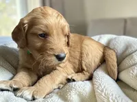 Pickles, a male Goldendoodle for sale in Catasauqua, PA – 2 of 2