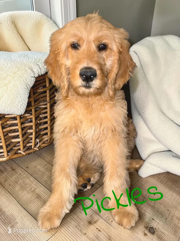 Pickles – Goldendoodle puppy for sale in Catasauqua, PA