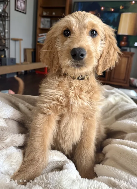 Sunny – Goldendoodle puppy for sale in Catasauqua, PA